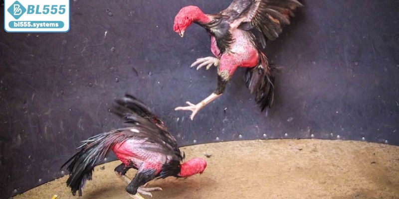 Đá Gà BL555 - Sân Chơi Công Bằng Và Minh Bạch Cho Kê Thủ - jerafu.biz Đá Gà BL555 - Sân Chơi Công Bằng Và Minh Bạch Cho Kê Thủ - jerafu.biz